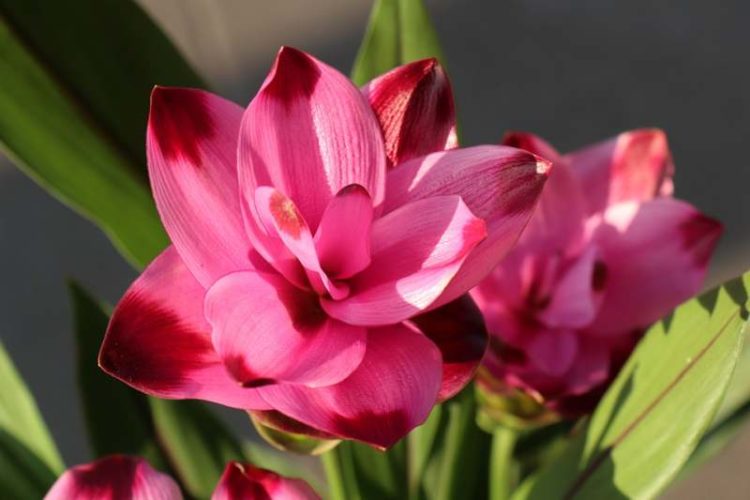 Tumeric flower