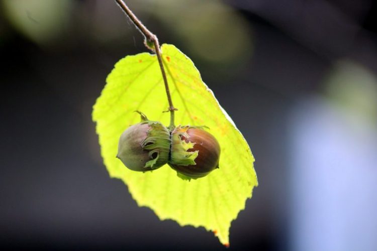 hazelnut as substitute for milk