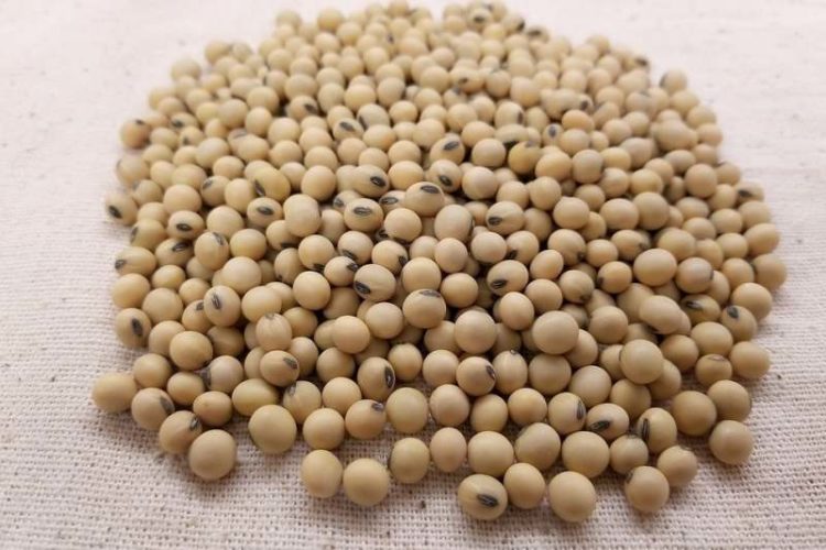 soybean