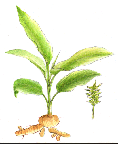 tumeric plant