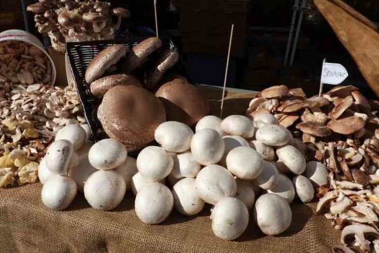 mushrooms market