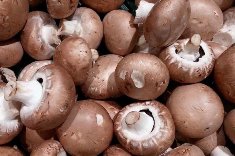 Are Mushrooms Good For You And What Nutrients Do Mushrooms Have