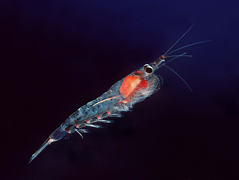 what is krill oil made from