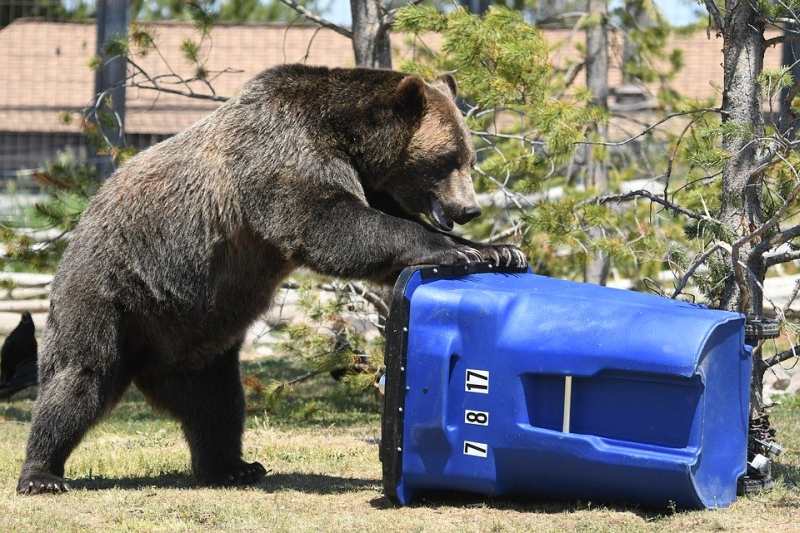 bear after food waste