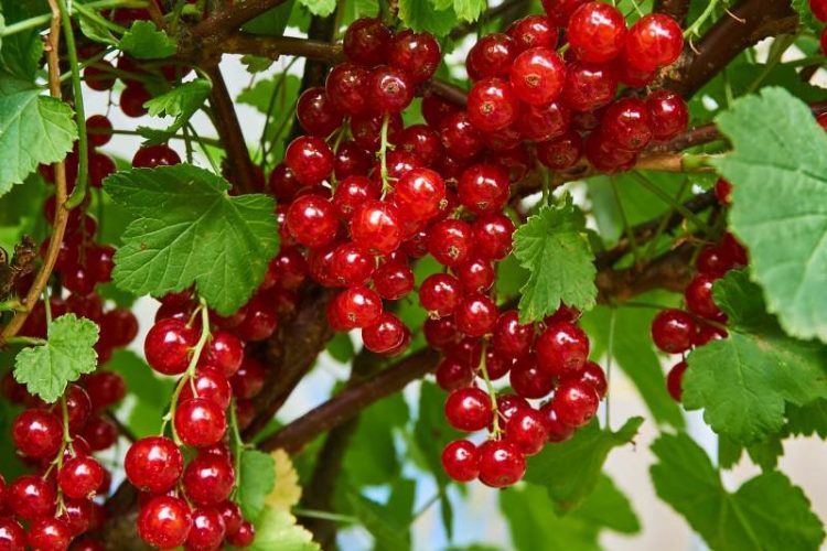 Red Currant 